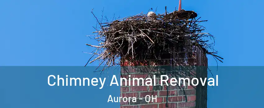 Chimney Animal Removal Aurora - OH