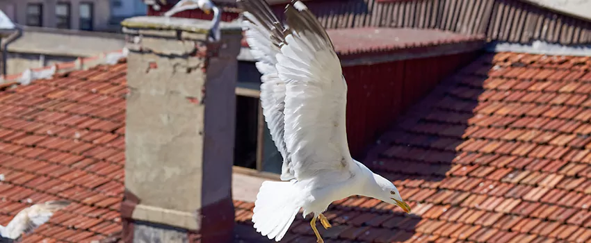 Residential Chimney Animal Removal Solution in Aurora, OH