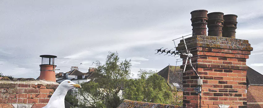 Chimney Cleaning And Restoration in Aurora, Ohio